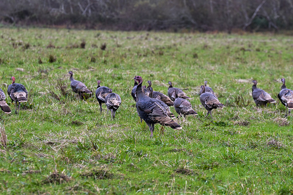 Louisiana reports first bird flu-related death in US