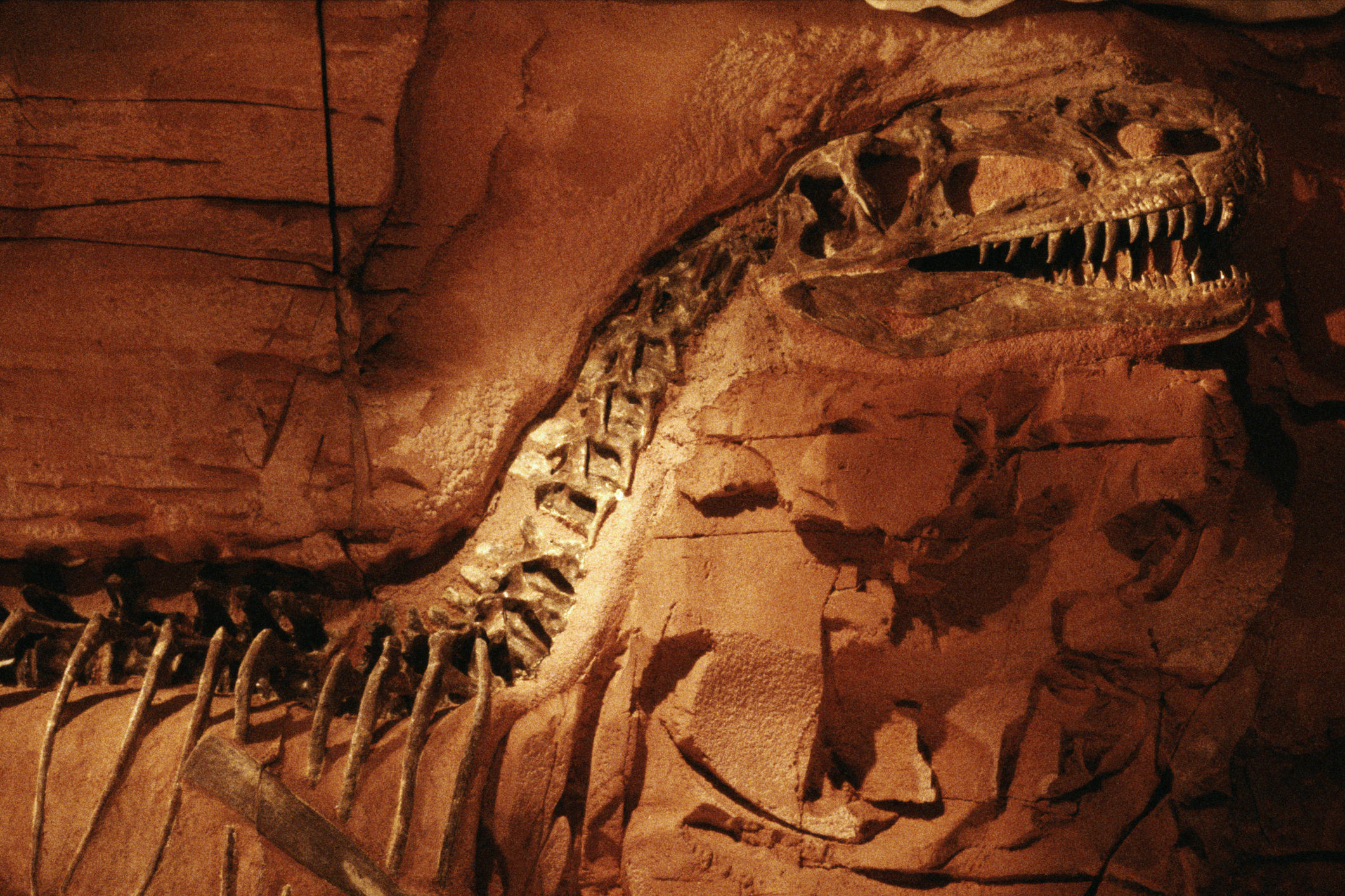 Where did dinosaurs first evolve? Scientists have an answer