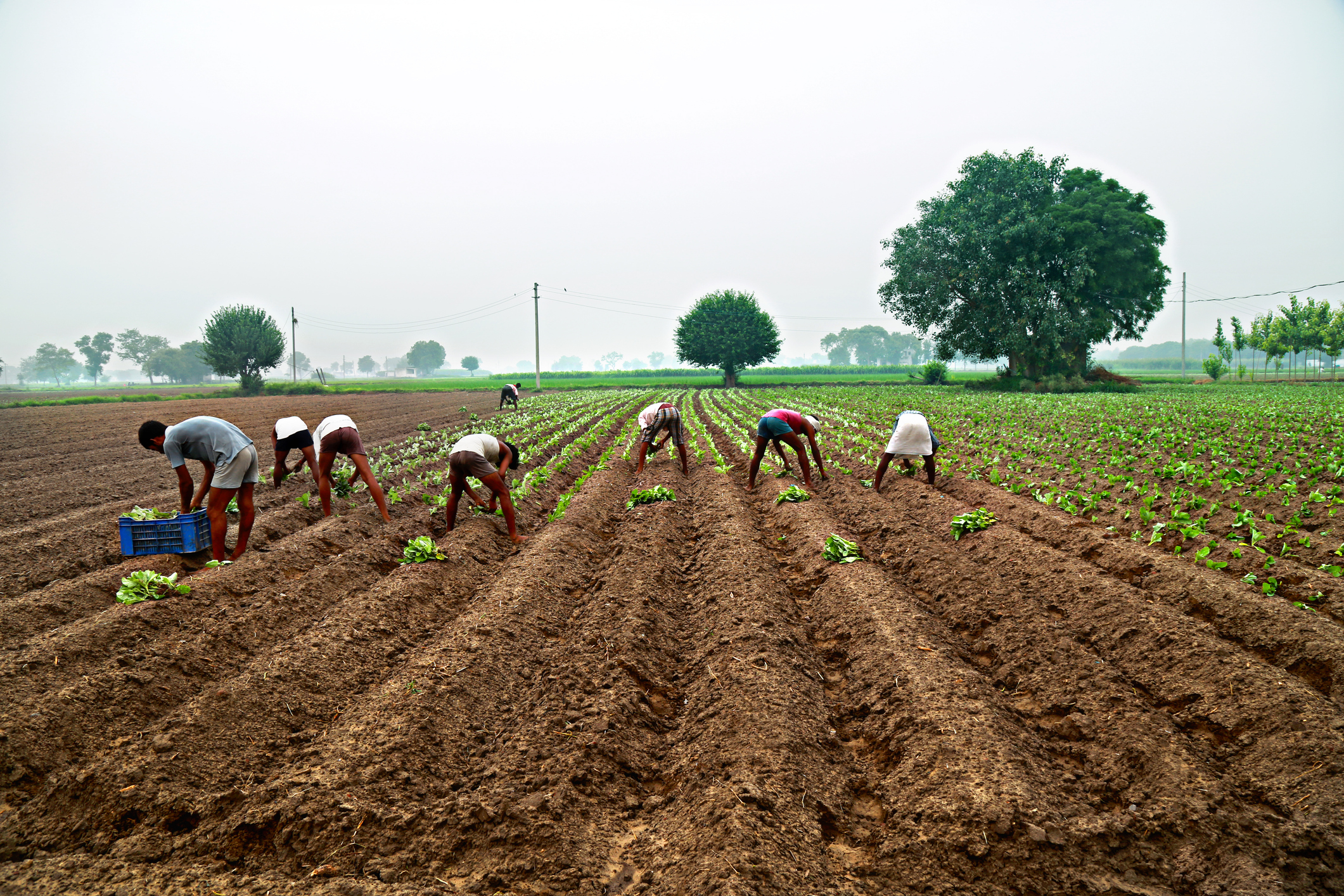 India’s agricultural sector sees strong growth driven by govt schemes: Economic Survey