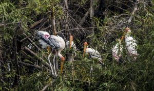 Surge in arrival of migratory birds in TN's Pallikaranai after removal of encroachments