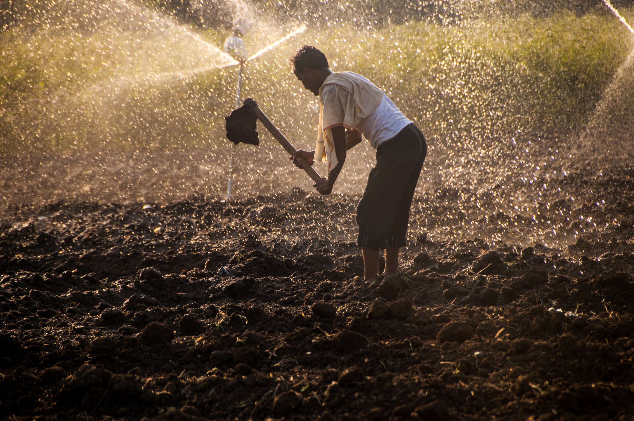 Cabinet approves extension of DAP subsidy to support farmers