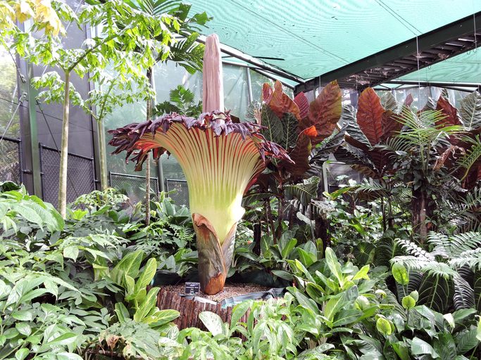 Thousands flock to see rare, smelly corpse flower bloom in Sydney