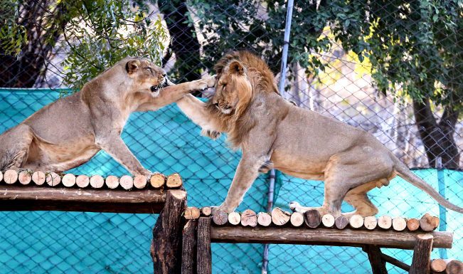 Gujarat: Indroda Nature Park uses 15 coolers, 20 sprinklers to protect over 600 animals from heat
