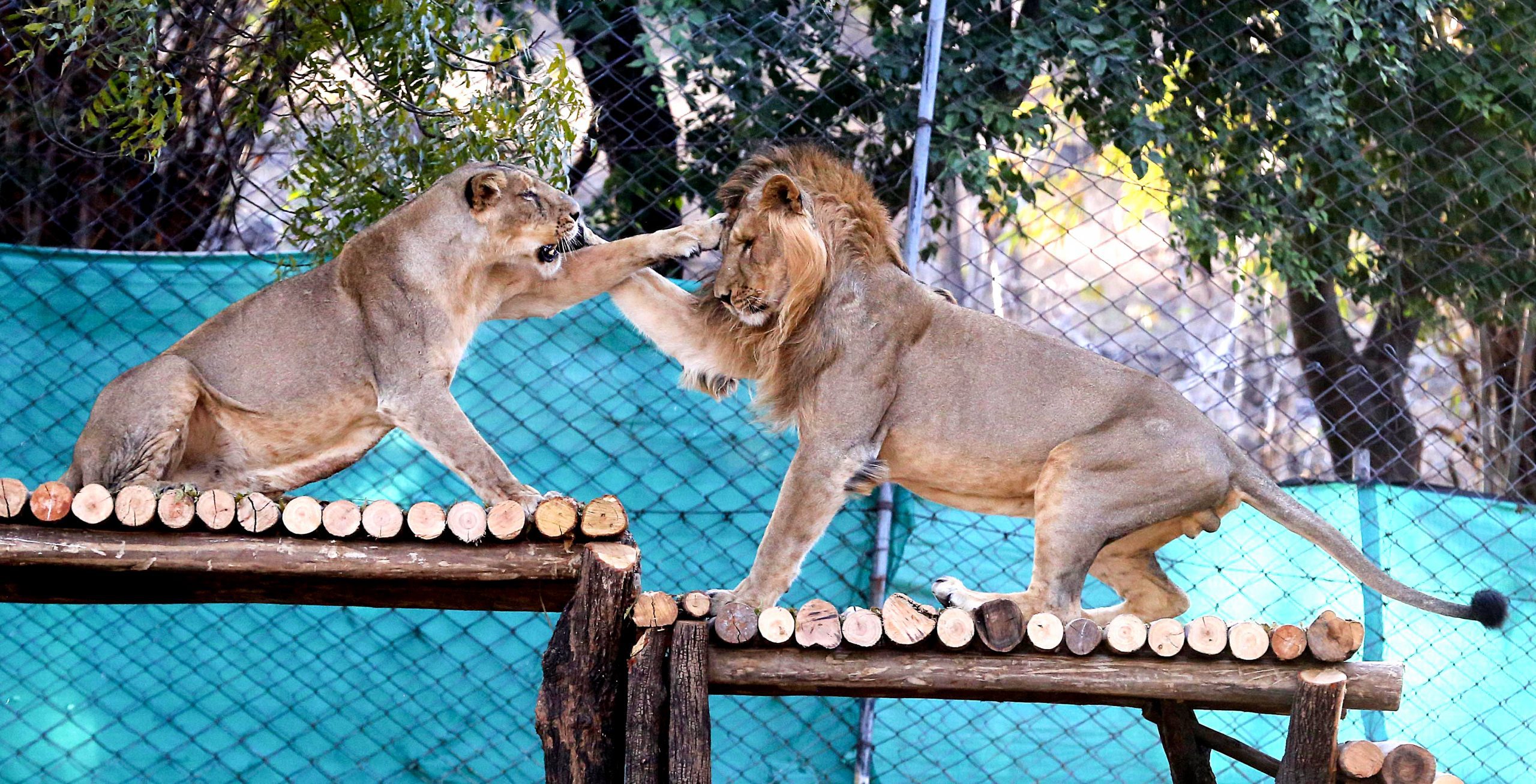 Gujarat: Indroda Nature Park uses 15 coolers, 20 sprinklers to protect over 600 animals from heat