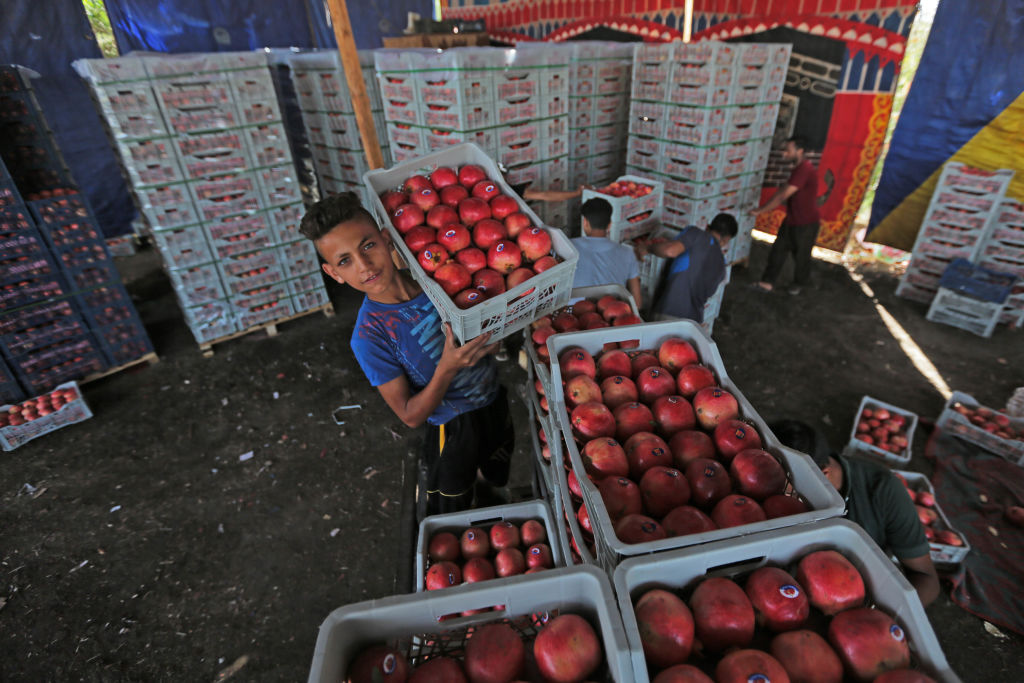 India successfully sends first-ever sea shipments of pomegranates to Australia