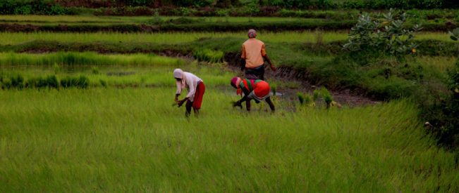 PMFBY: A safety net for farmers, 78.41 crore applications insured since 2016