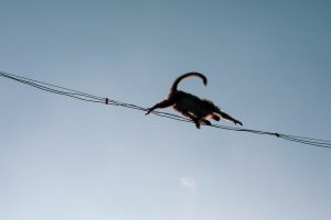 Sri Lanka scrambles to restore power after monkey causes islandwide outage