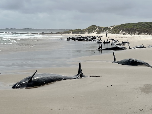 Australia begins euthanising false killer whales after mass stranding