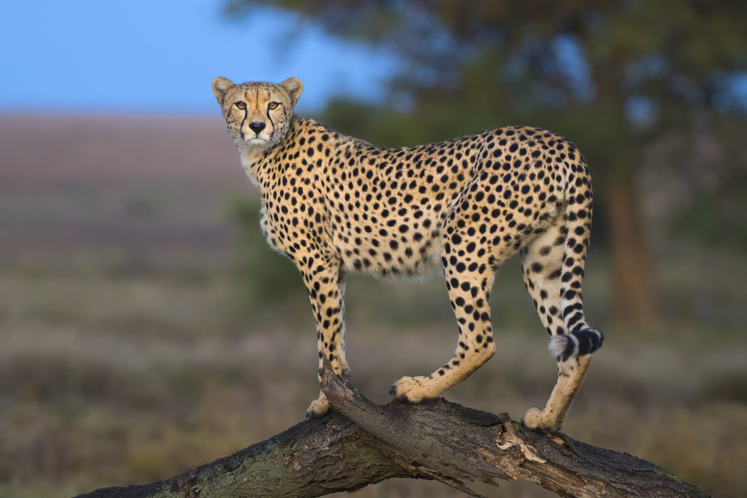 Kuno cheetahs to soon roam in Rajasthan via proposed wildlife corridor