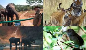 Let's safeguard species' future for generations to come: PM Modi on World Wildlife Day