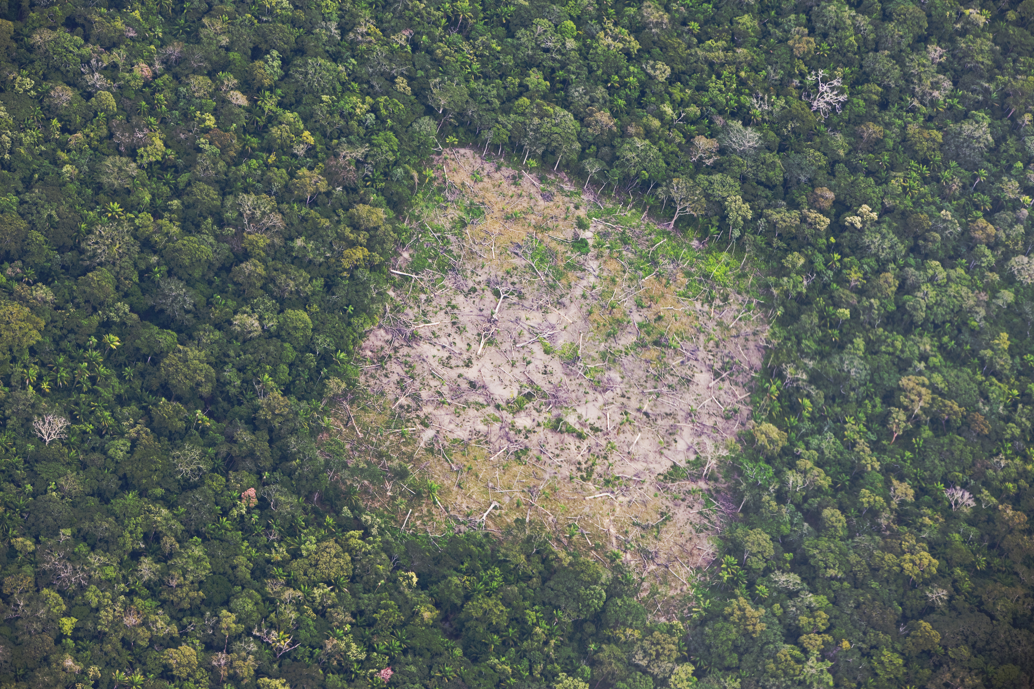 Brazil faces backlash over Amazon deforestation for climate change summit