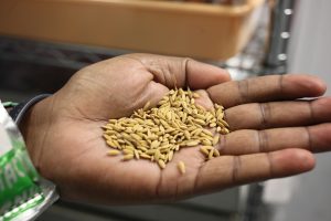 Government to set up second national Gene Bank to ensure future food security