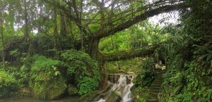 India’s Sacred Forests: Where Faith Fuels Conservation