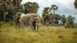 Genetic study estimates 51 rare Asian elephants in Cambodia’s northern plains