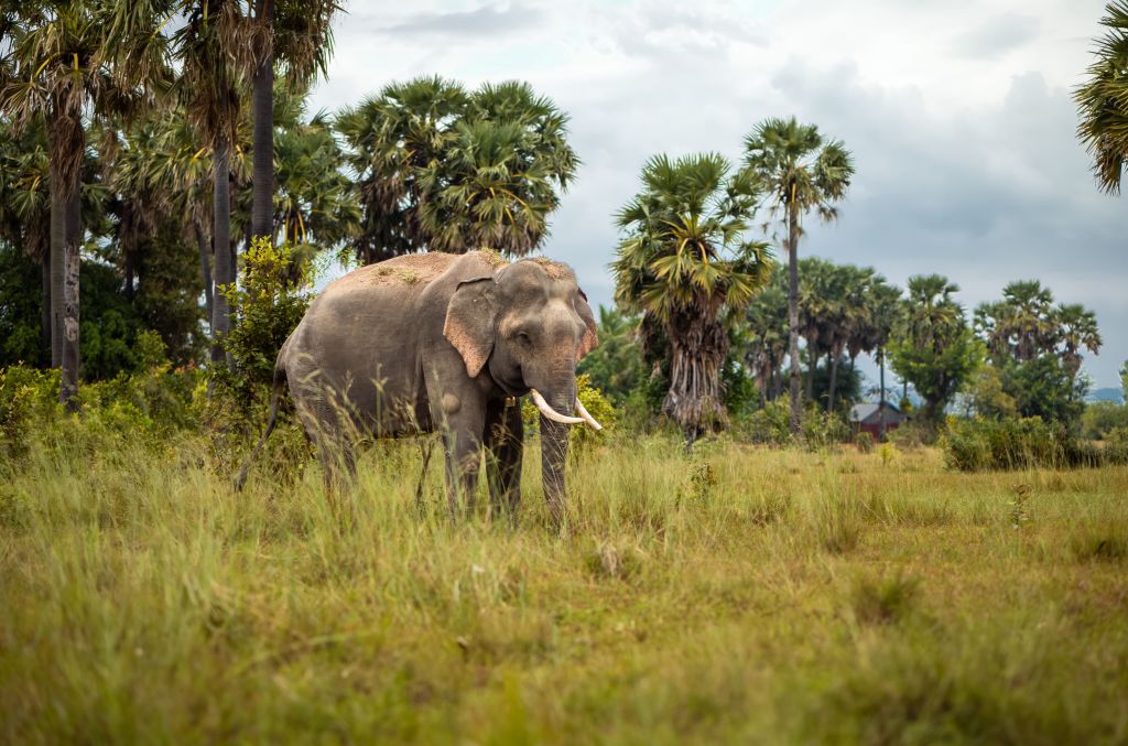 Genetic study estimates 51 rare Asian elephants in Cambodia’s northern plains