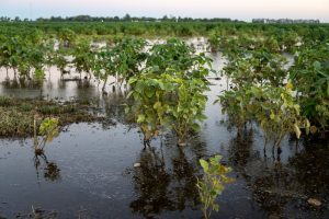 Argentina's deadly rains more likely in a warming world, report says
