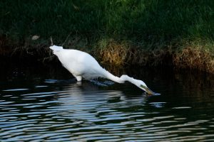 Many US bird species seen as reaching population 'tipping point'