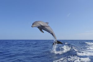 India's river dolphin population stands at 6,327, survey finds