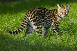 There are fewer than 100 ocelots in the US - these scientists are trying to save them