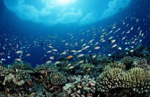 Center launches initiative to build climate-resilient coastal fishermen villages to safeguard livelihoods