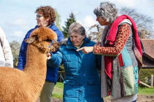 Irish farmer brings alpaca therapy to nursing homes and schools