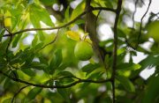 Nature’s groceries and safety net: How forests help feed the world better