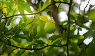 Nature’s groceries and safety net: How forests help feed the world better