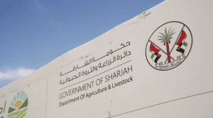 Desert breakthrough: Sharjah revolutionizes agricultural technology with high-protein wheat farming