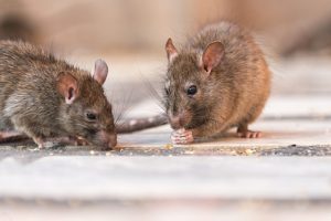 Memory impairment in aged rats after three days of high-fat diet: Study