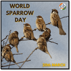 World Sparrow Day: Saving the 'Goraiya' to restore ecological balance