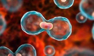 Scientists create novel method to identify healthy and cancerous cells