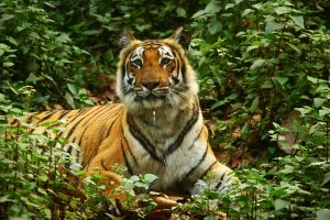 MP govt approves ₹145-crore plan to curb human-tiger conflict