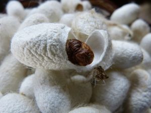 India’s raw silk production rises to 34,042 metric tonnes in April-January