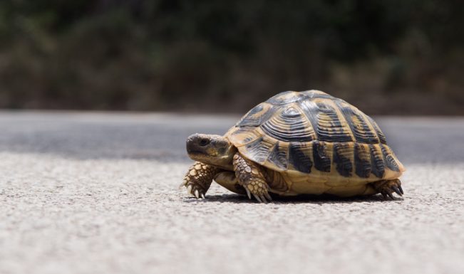 Red-Crowned roofed turtle returns to Ganga after 30 years