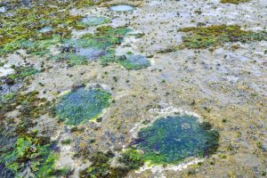 Isle of Skye footprints give a tranquil snapshot of dinosaur life