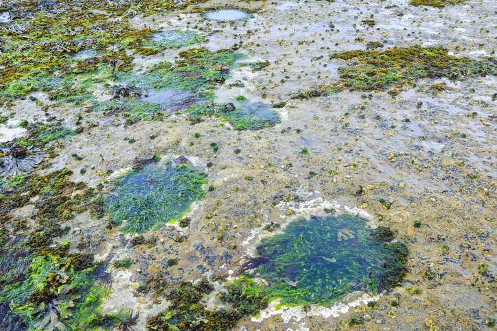 Isle of Skye footprints give a tranquil snapshot of dinosaur life