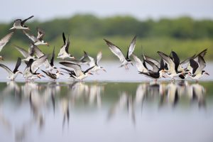 SpaceX rocket cargo project puts Pacific seabirds in jeopardy