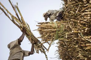 Cabinet approves higher sugarcane FRP for 2025–26 season