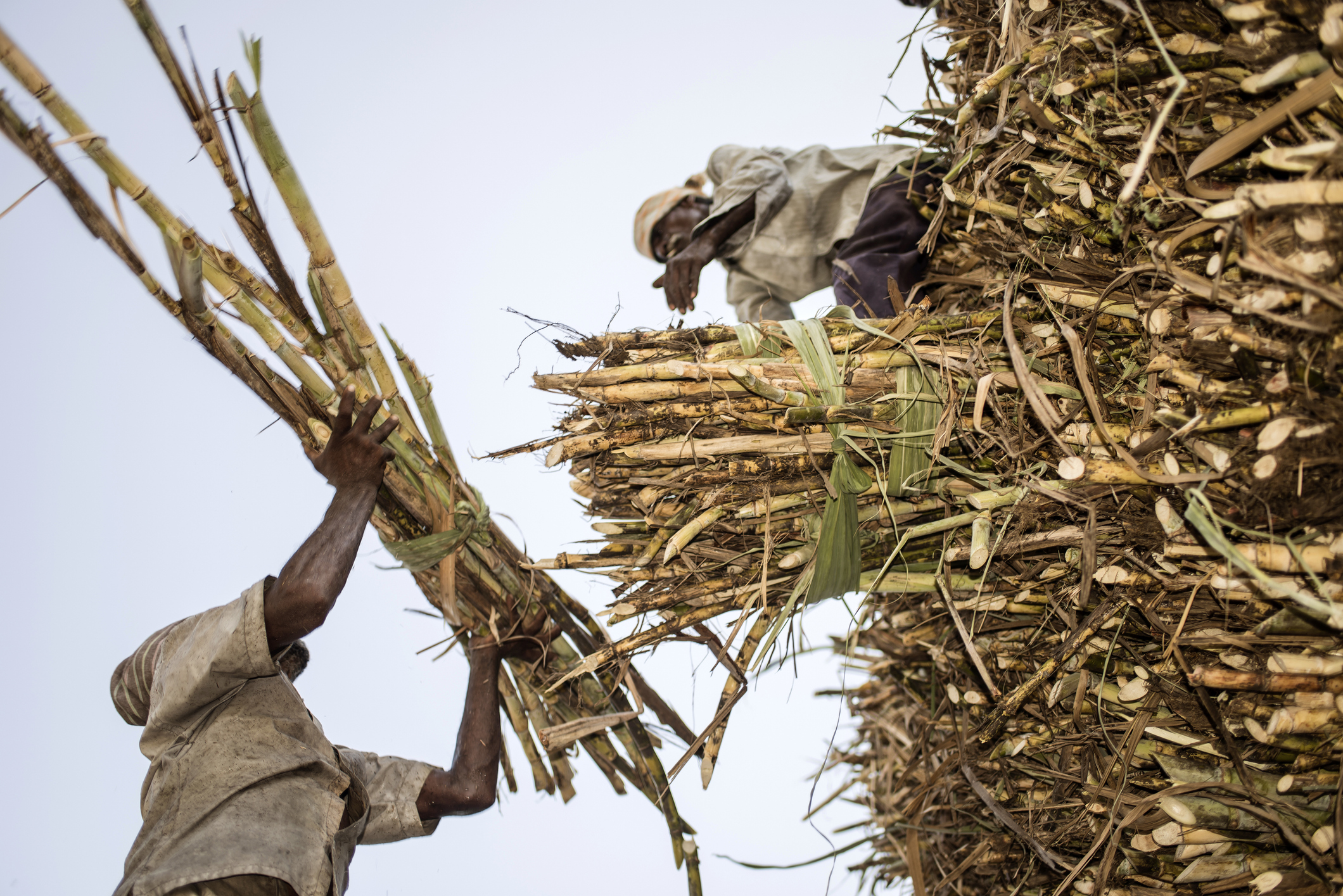 Cabinet approves higher sugarcane FRP for 2025–26 season