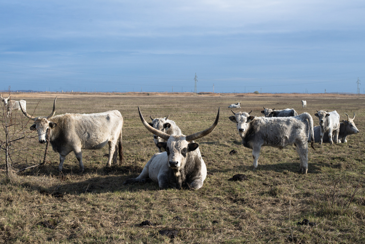 Hungary deploys military to contain foot-and-mouth outbreak
