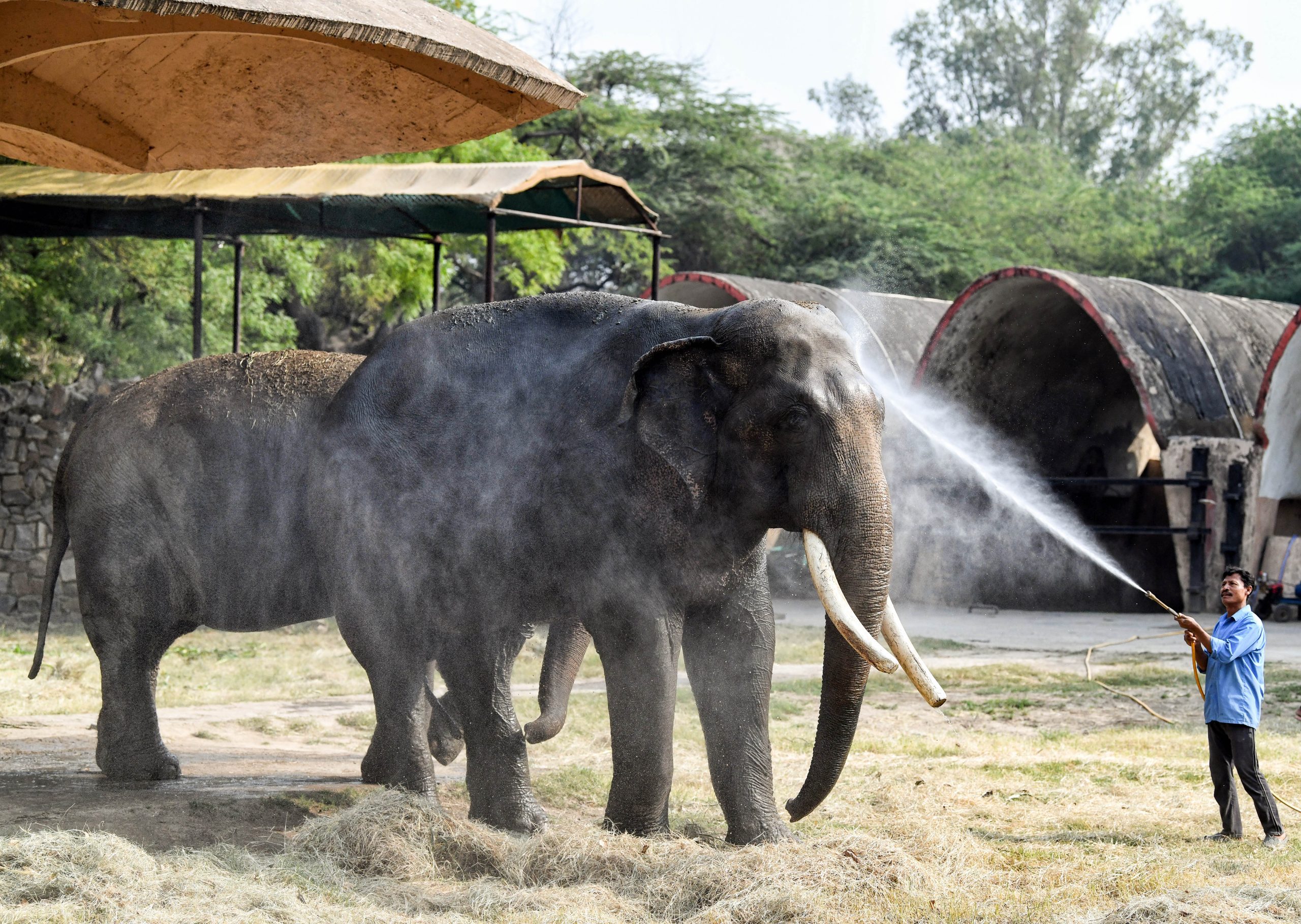 MP approves Rs. 47 crore plan to tackle human-elephant conflict