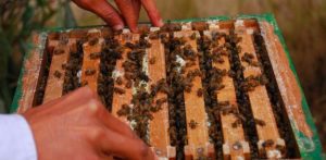 Mann Ki Baat: India among world’s leading honey-producing countries, says PM Modi