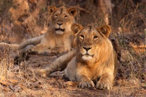 16th census confirms 891 Asiatic lions across 11 districts of Gujarat