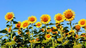 Sunflowers emerge as symbols of sustainability and agricultural value