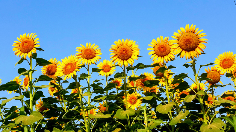 Sunflowers emerge as symbols of sustainability and agricultural value
