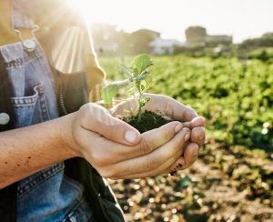 Mixed green manure: cultivating soil health the sustainable way