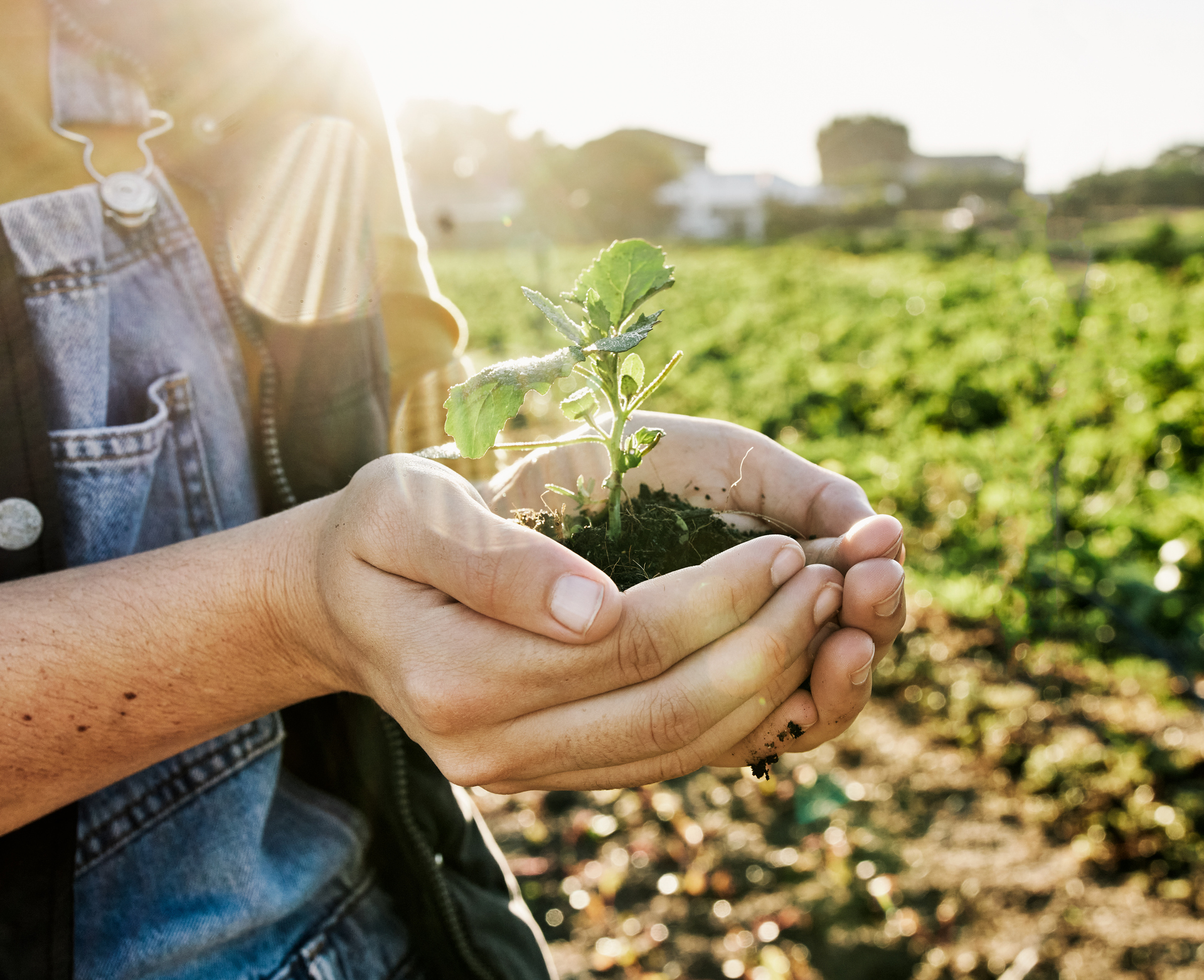 Mixed green manure: cultivating soil health the sustainable way