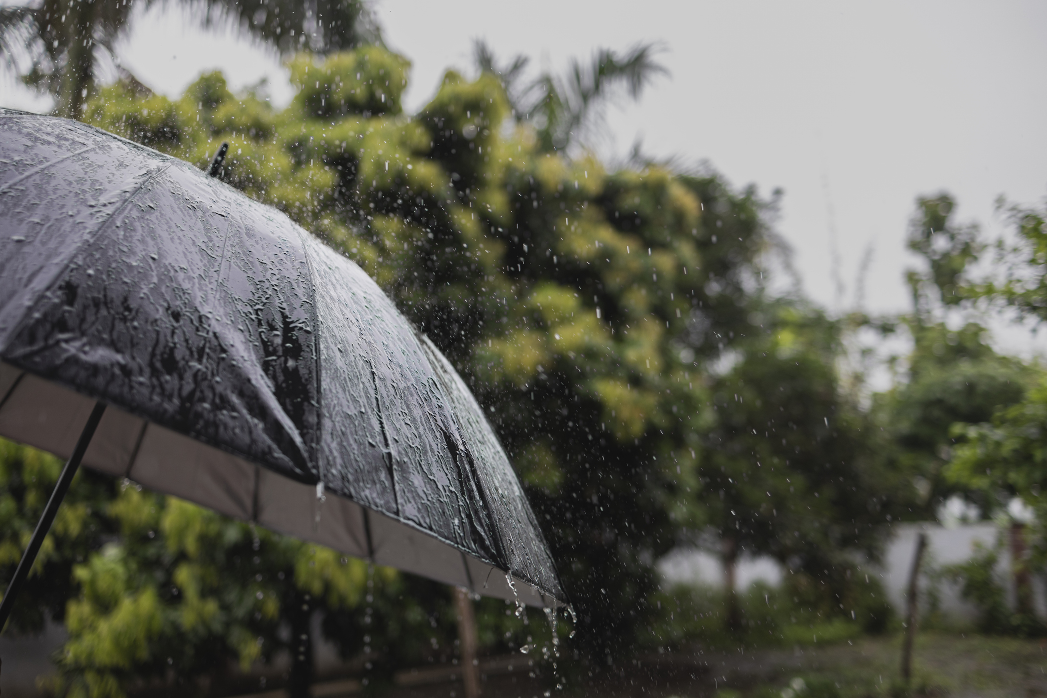 India likely to witness above-normal monsoon rainfall in 2025: IMD