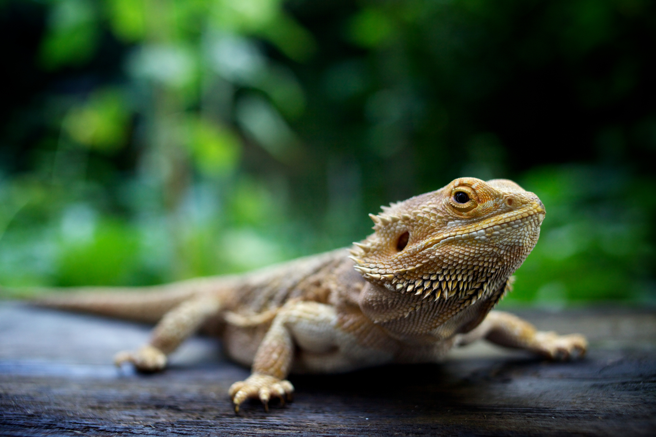 Ancient footprints from Australia reveal earliest-known reptile