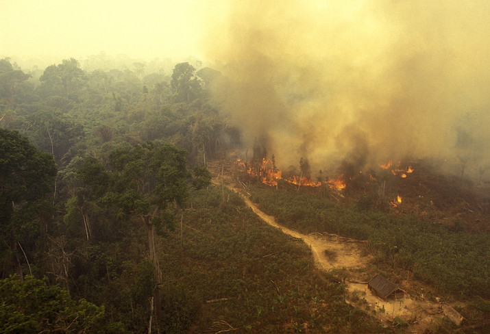 Amazon fires drive unprecedented global forest loss in 2024, report says